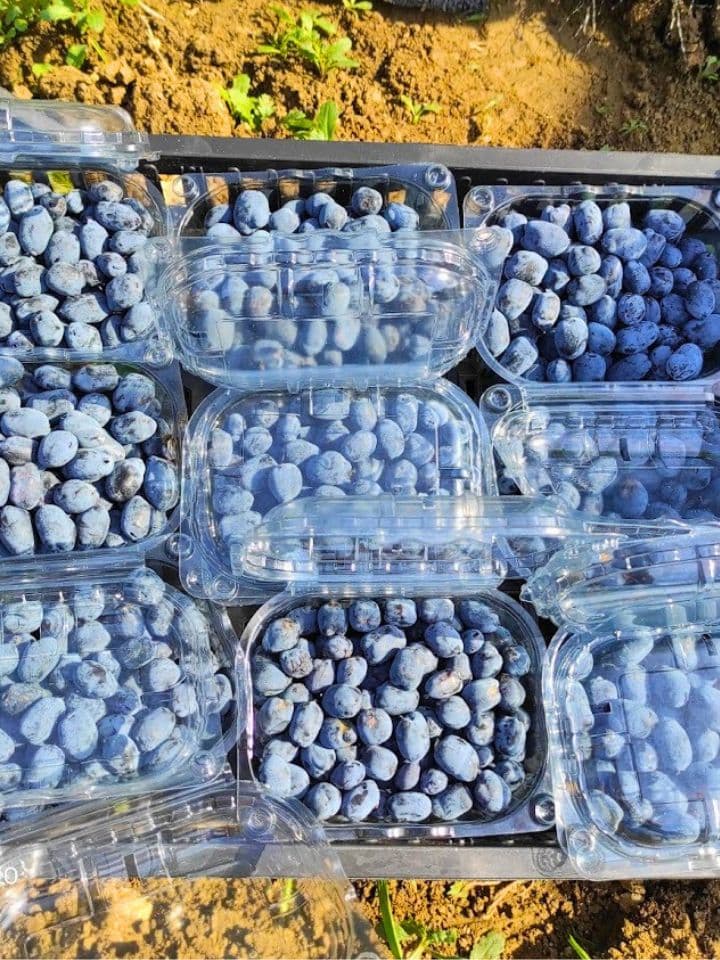 Zreli plodovi haskapa spremni za isporuku