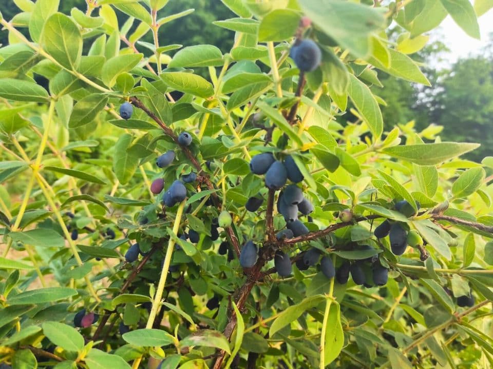 Plod sorte Indigo Gem