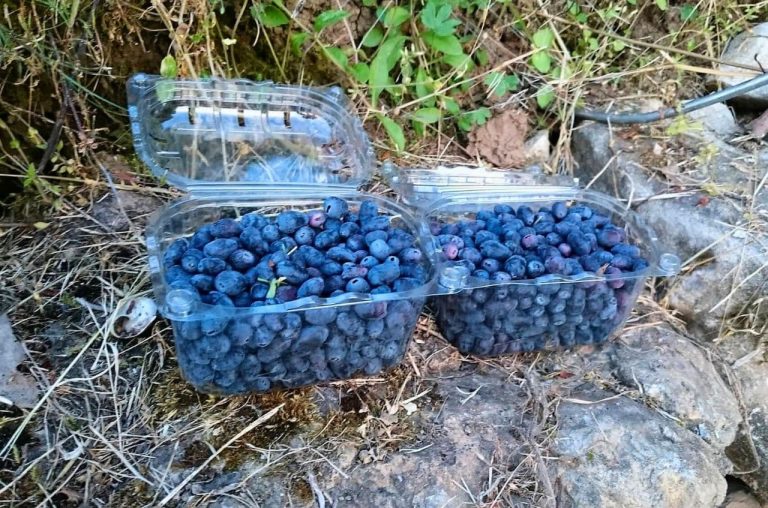 Plod haskapa